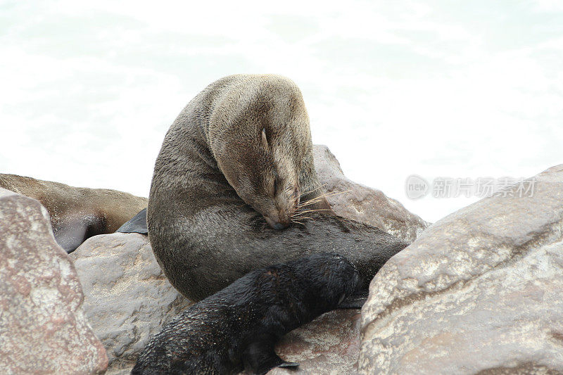 棕色毛皮海豹妈妈和宝宝，Cape Cross，纳米比亚